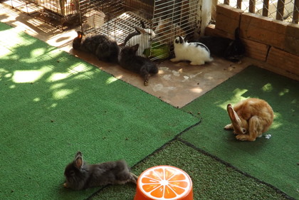 店内のうさぎスペース